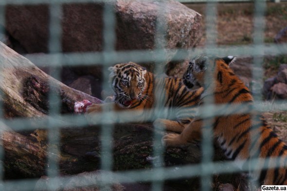 Тигрята, родившиеся больше года назад. Сейчас животные уже взрослые