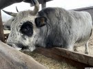 Зоопарк расположен в селе Демидов Киевской области. Это один из самых больших зверинцев в Европе