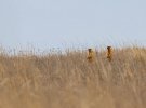 Природоохоронці показали бабаків у буджарському степу на Одещині, які вже прокинулись  і вартують біля своїх нір 