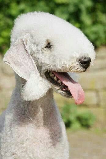 Бедлингтон терьер