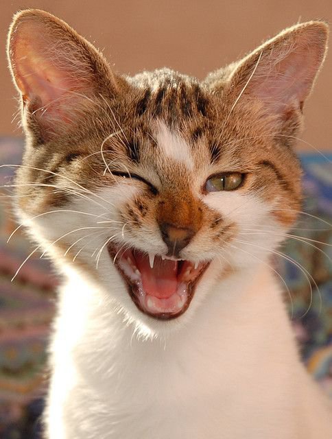 Є 20 хороших ідей, як допомогти кішкам стати щасливішими