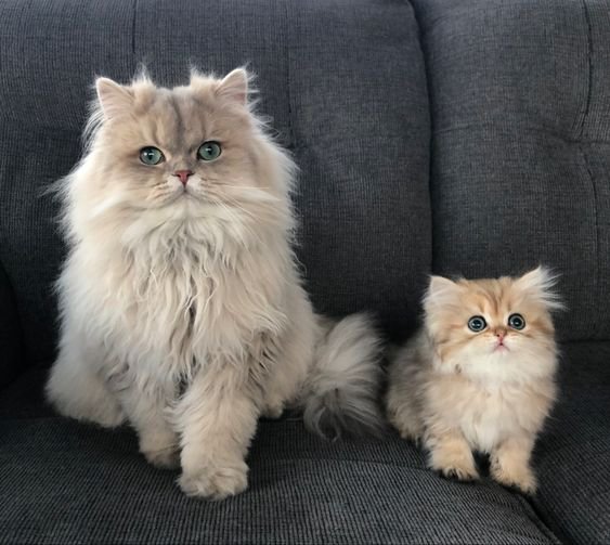 Перські кішки