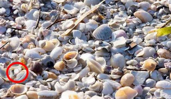 Тест на оптичну ілюзію: знайдіть фальшиву мушлю на зображенні за 6 секунд
