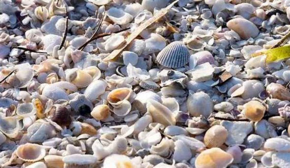 Тест на оптичну ілюзію: знайдіть фальшиву мушлю на зображенні за 6 секунд