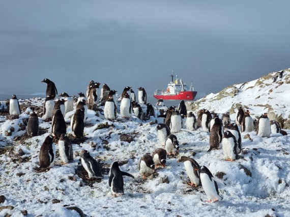 Украинские полярники насчитали более семи тысяч пингвинов на острове Галиндез, где находится станция "Академик Вернадский"