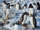 Украинские полярники насчитали более семи тысяч пингвинов на острове Галиндез, где находится станция "Академик Вернадский"