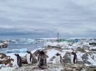 Українські полярники нарахували понад сім тисяч пінгвінів на острові Галіндез, де розташована станція "Академік Вернадський"