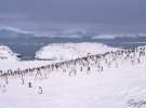 Українські полярники нарахували понад сім тисяч пінгвінів на острові Галіндез, де розташована станція "Академік Вернадський"