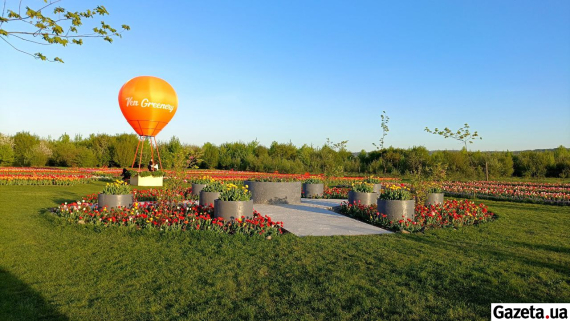 Тюльпанове поле у Мамаївці - одне з найбільших в Україні