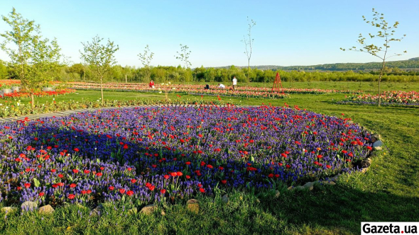 Акуратні клумби - одна з візитівок тюльпанового поля на Буковині