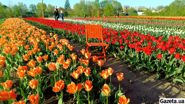 Тюльпанове поле з кожним роком стає все кращим, більшим і гарнішим