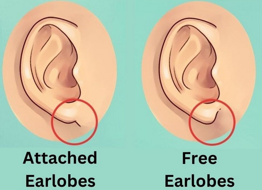 Особистісний тест: ваші мочки вух розкривають ваші приховані риси характеру