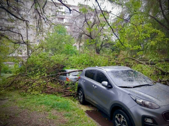 В Одессе из-за непогоды упали деревья и большие ветви