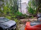 В Одессе из-за непогоды упали деревья и большие ветви
