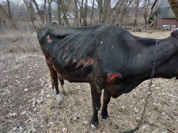 Коровы в селе тоже страдают от обстрелов - в них попадают осколки
