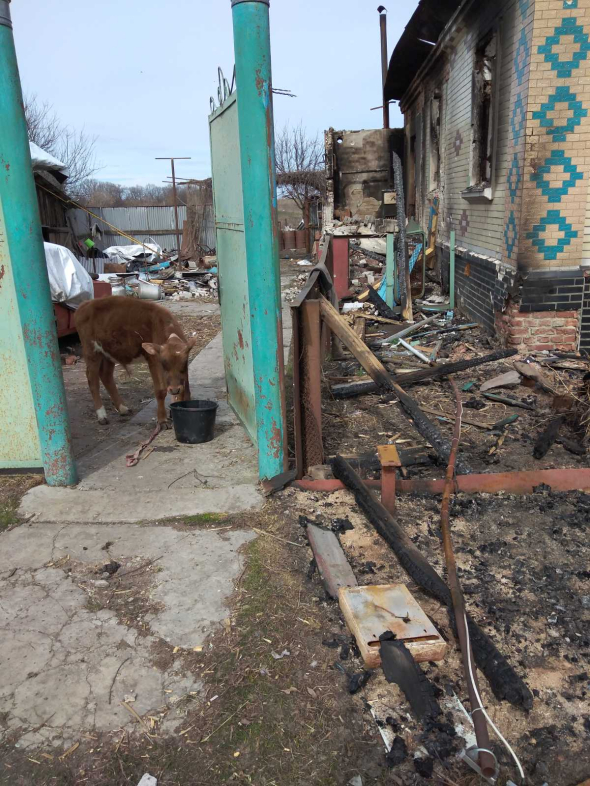 Выжженные дома и чудом уцелевший домашний скот - таковы реалии села Рыжевка на границе с РФ