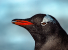 Субантарктический пингвин