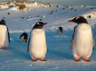 Субантарктичний пінгвін