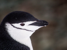 Антарктичический пингвин