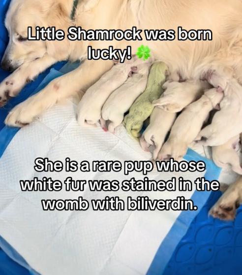 В США у золотистого ретривера родился щенок с зеленой шерстью