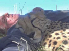 Фотограф скрылся от палящего солнца и заснул, а проснулся в объятиях с гепардом