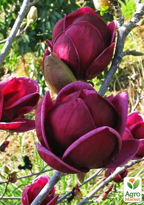 Магнолия: главные правила посадки и ухода