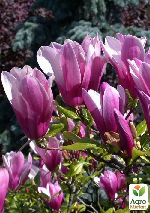 Магнолия: главные правила посадки и ухода