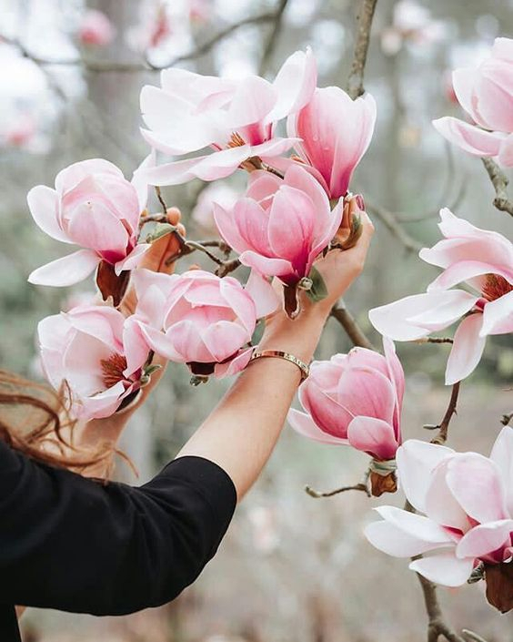 Магнолия: главные правила посадки и ухода