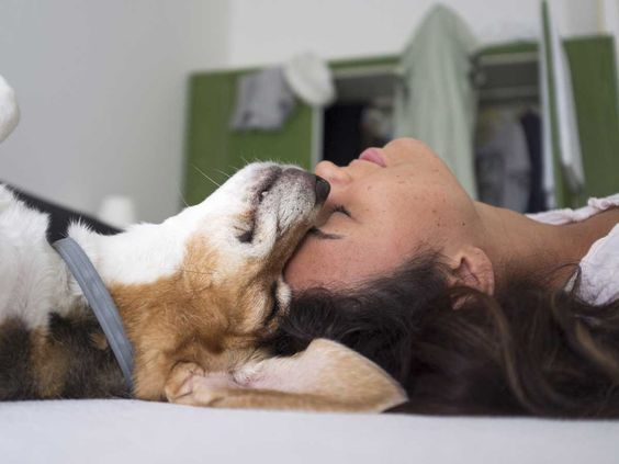 20 найкращих порід собак, яким комфортно жити у квартирі 