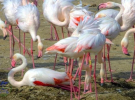 В заповеднике "Тузловские лиманы" (Одесская область) "бродят" розовые фламинго