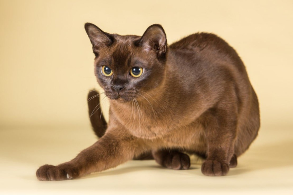 Бурманська кішка - короткошерста порода з енергійним темпераментом