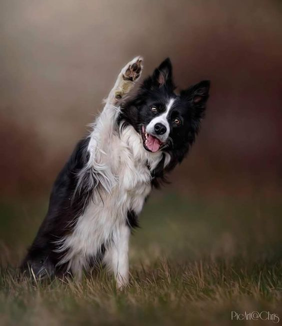 Бордер-колі