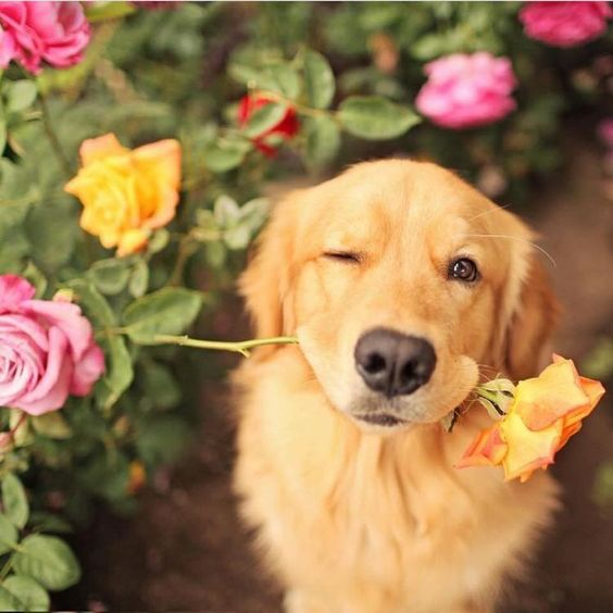 Золотий ретривер