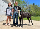 Самая высокая собака в мире - немецкий дог Кевин, попавший в Книгу рекордов Гиннеса