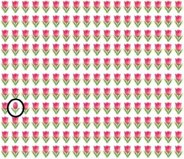Головоломка: найдите удивительный цветок среди остальных тюльпанов за 9 секунд