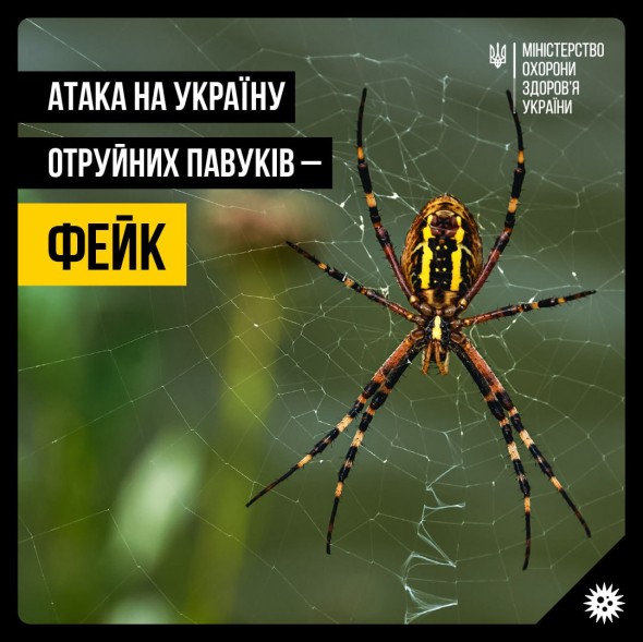 Жодного масового звернення по меддопомогу через павуків не було, повідомило Міністерство охорони здоров'я