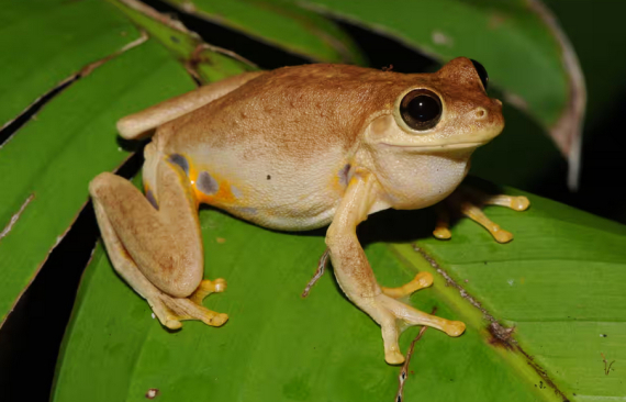 Жаба Litoria ridibunda, яка сміється