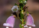 Пурпурный кустарник Eremophila saxatilis