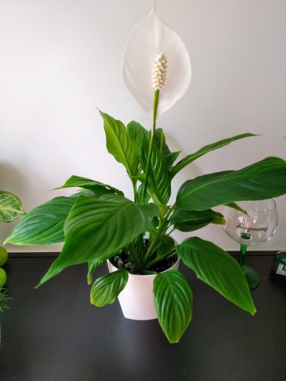 Мирна лілія