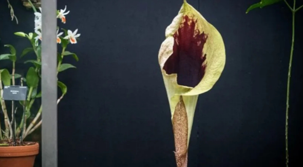 В Великобритании впервые расцвел редкий цветок - seudohydrosme gabunensis