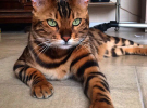 Бенгальский кот