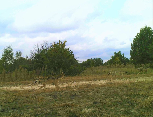 Вовки опинилися у фотопастці