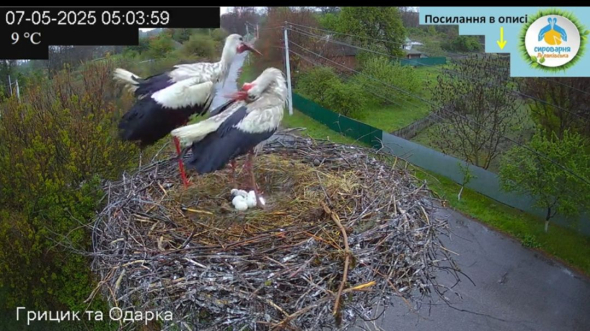 Грицик та Одарка - полтавські лелеки стали батьками трьох пташенят