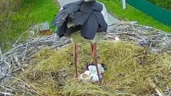 Грицик та Одарка - полтавські лелеки стали батьками трьох пташенят