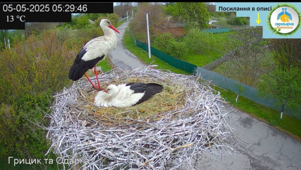 Грицик та Одарка - полтавські лелеки стали батьками трьох пташенят