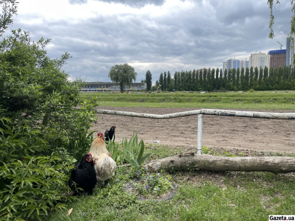 Коли тут немає змагань, поле використовується для виїздів, розминки й прогулянок