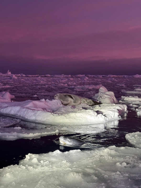 Цікавезний кадр зловила біологиня 30-ї УАЕ Зоя Швидка