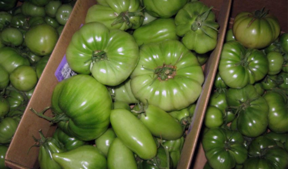 Чтобы помидоры созрели и были вкусными следует хранить их в темном месте