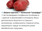 Большая или мелкая: какой картофель выбрать и почему нужно есть с кожурой