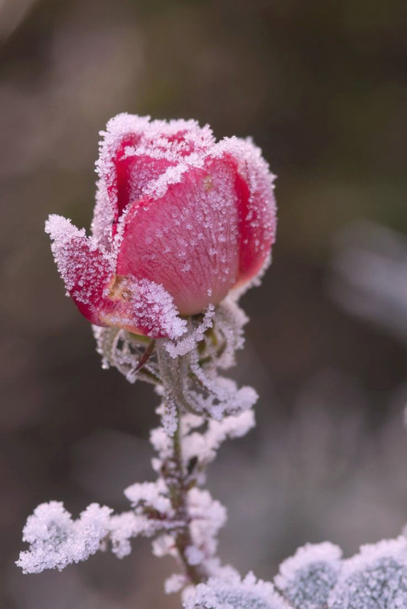 Готовим розы к зиме: чем укрыть и какие кусты защитить от морозов